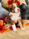 Australian Shepherd Puppies for sale in W Main St, East Brookfield, MA, USA. price: NA