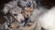 Australian Shepherd Puppies for sale in Lamar, CO 81052, USA. price: $750