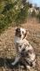 Australian Shepherd Puppies for sale in Dayton, OH, USA. price: NA