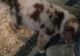 Australian Shepherd Puppies for sale in Hamilton, OH, USA. price: $250