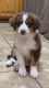 Australian Shepherd Puppies for sale in Cottonwood, CA 96022, USA. price: NA