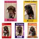 Australian Shepherd Puppies for sale in Elizabeth City, NC 27909, USA. price: NA