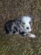 Australian Shepherd Puppies for sale in Burr Oak, MI 49030, USA. price: $400