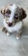 Australian Shepherd Puppies for sale in Lompoc, CA, USA. price: NA