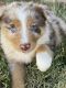 Australian Shepherd Puppies for sale in Porterville, CA 93257, USA. price: $600