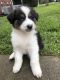 Australian Shepherd Puppies for sale in 3980 N Major Dr, Beaumont, TX 77713, USA. price: NA