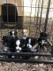 Australian Shepherd Puppies for sale in Hugo, OK 74743, USA. price: NA