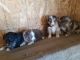 Australian Shepherd Puppies for sale in Banning, CA, USA. price: NA