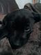 Australian Shepherd Puppies for sale in Winder, GA 30680, USA. price: $200