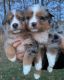Australian Shepherd Puppies for sale in Chesterfield, MI 48051, USA. price: $500