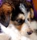 Australian Shepherd Puppies for sale in Cedar City, UT 84721, USA. price: NA
