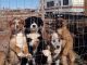 Australian Shepherd Puppies for sale in 1901 1500 E, Ballard, UT 84066, USA. price: NA
