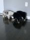 Australian Shepherd Puppies for sale in 194 Bay 13th St, Brooklyn, NY 11214, USA. price: $2,000