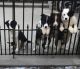 Australian Shepherd Puppies for sale in Taunton, MA, USA. price: NA