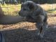 Australian Shepherd Puppies for sale in Hinesville-Fort Stewart, GA, GA, USA. price: $250