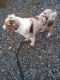 Australian Shepherd Puppies for sale in Wytheville, VA 24382, USA. price: NA