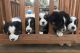 Australian Shepherd Puppies for sale in Granville County, NC, USA. price: NA