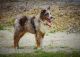 Australian Shepherd Puppies for sale in Commerce, GA, USA. price: $300