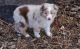 Australian Shepherd Puppies for sale in Hansville, WA, USA. price: $500