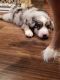 Australian Shepherd Puppies for sale in Fremont, MI, USA. price: $650