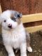 Australian Shepherd Puppies for sale in Barstow, CA 92311, USA. price: NA