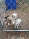 Australian Shepherd Puppies for sale in Pineville, LA, USA. price: NA