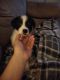 Australian Shepherd Puppies for sale in Cleveland, TN 37323, USA. price: NA