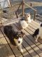 Australian Shepherd Puppies for sale in Monona, IA 52159, USA. price: NA