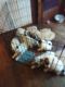 Australian Shepherd Puppies for sale in Pineville, LA, USA. price: NA