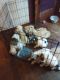 Australian Shepherd Puppies for sale in 41 Lofton Cemetary Rd, Pineville, LA 71360, USA. price: NA