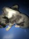 Australian Shepherd Puppies for sale in Olean, NY 14760, USA. price: $400