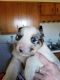 Australian Shepherd Puppies for sale in Rutledge, TN 37861, USA. price: $300