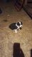 Australian Shepherd Puppies for sale in Sioux City, IA, USA. price: $250