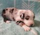 Australian Shepherd Puppies for sale in Grand Saline, TX 75140, USA. price: NA