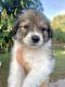Australian Shepherd Puppies for sale in Bradenton, FL, USA. price: $500