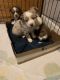 Australian Shepherd Puppies for sale in Circleville, KS 66416, USA. price: NA