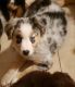 Australian Shepherd Puppies for sale in Merced, CA, USA. price: NA