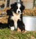 Australian Shepherd Puppies for sale in Dunlap, TN 37327, USA. price: NA