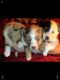 Australian Shepherd Puppies for sale in Sebeka, MN 56477, USA. price: NA