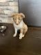 Australian Shepherd Puppies for sale in East Side, Chicago, IL 60617, USA. price: NA