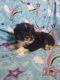 Australian Shepherd Puppies for sale in Nathalie, VA 24577, USA. price: NA