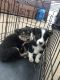 Australian Shepherd Puppies for sale in Garland, TX 75040, USA. price: NA