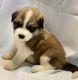 Australian Shepherd Puppies for sale in McLennan County, TX, USA. price: NA