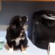 Australian Shepherd Puppies for sale in Euless, TX 76040, USA. price: NA