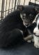 Australian Shepherd Puppies for sale in Garland, TX 75040, USA. price: NA