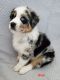 Australian Shepherd Puppies for sale in Aiken, SC, USA. price: NA