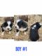 Australian Shepherd Puppies for sale in Purcell, OK, USA. price: NA