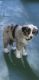 Australian Shepherd Puppies for sale in Fort Lauderdale, FL, USA. price: NA