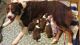 Australian Shepherd Puppies for sale in Spartanburg, SC, USA. price: $950