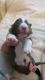 Australian Shepherd Puppies for sale in Spartanburg, SC, USA. price: $900